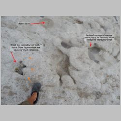 DSCN0646cr Baby n small non-baby.jpg